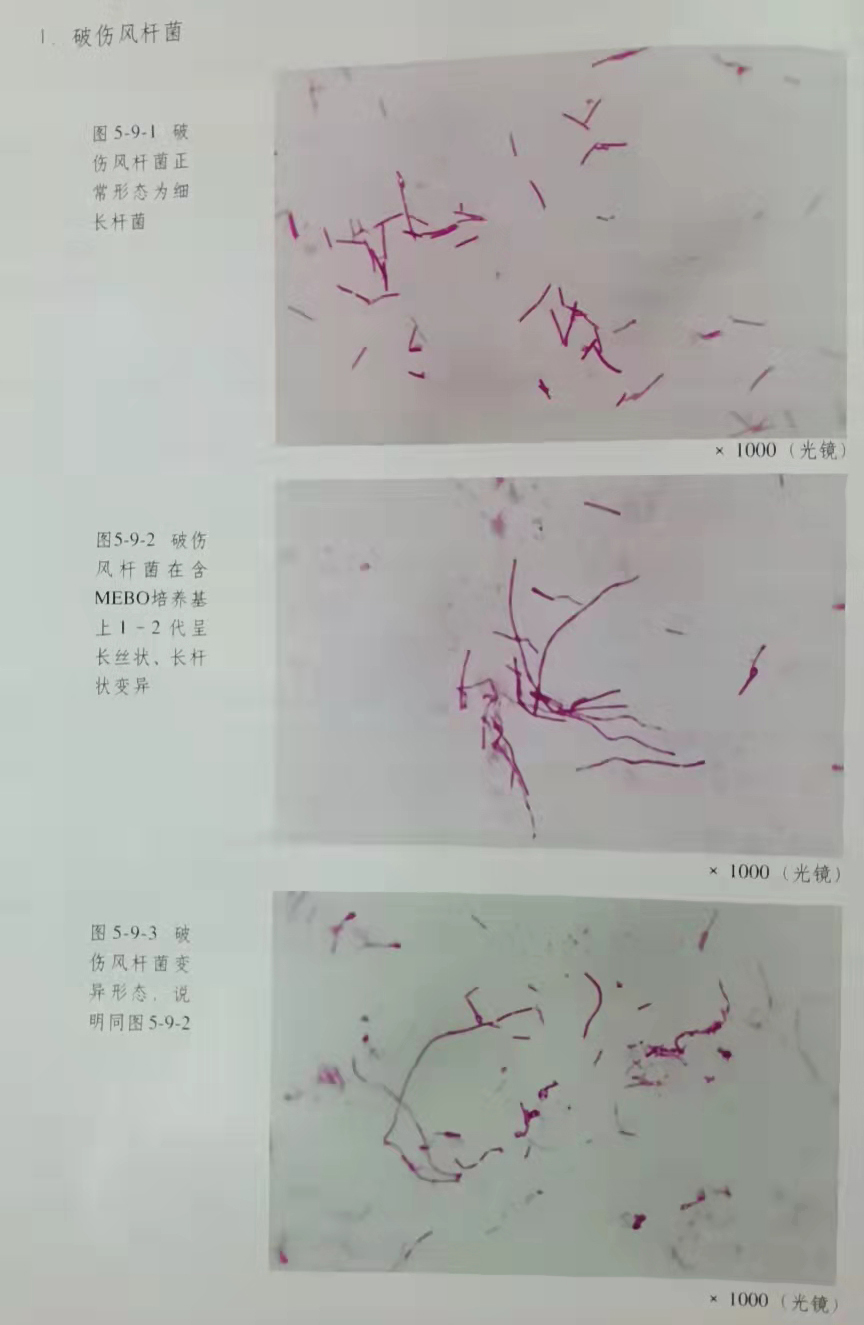 澳门挂牌匾之全篇123